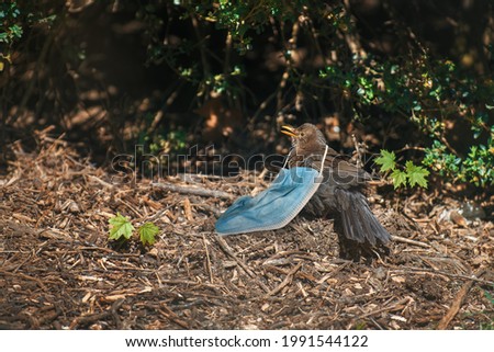 Similar – Image, Stock Photo Birds in quarantine Animal