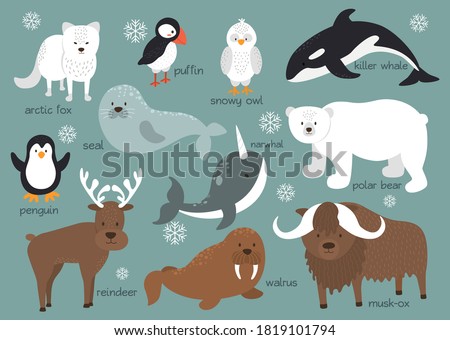 Arctic animals background set. Arctic animals with names stand on an iceberg. Flat design arctic animals with snow. Vector illustration