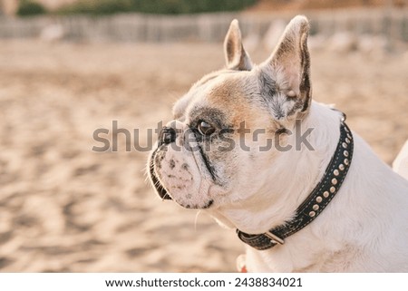 Similar – Image, Stock Photo cute brown french bulldog sitting on the bed at home and looking at the camera. Funny dog listening to music on white headset. Pets indoors and lifestyle. Technology and music