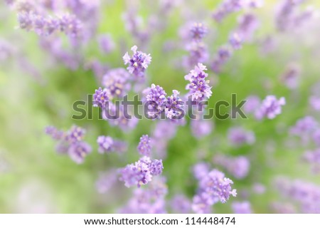 Botanical background of lavender herb with small DOF