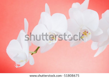 Close up shot of white orchids on red background