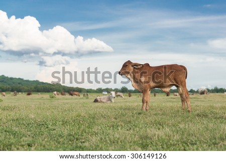 Cow standing on summer green field