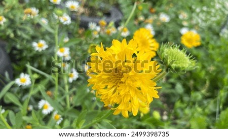 Similar – Image, Stock Photo Closeup of yellow cornflower with selective focus on foreground