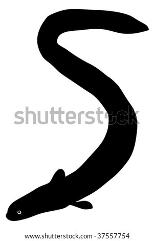 Eel Stock Vector Illustration 37557754 : Shutterstock