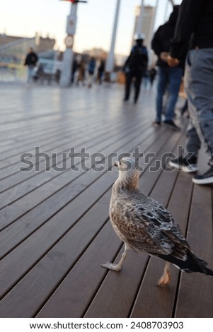 Similar – Image, Stock Photo Sea of doves Barcelona