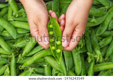 The hands of a farmer show a set of freshly harvested peas of the "tear pea" variety in northern Spain 