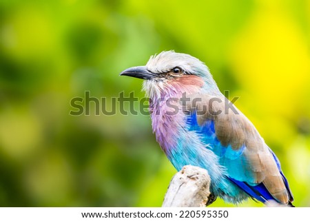 Lilac Breasted Roller birds are distributed in Saharan Africa and the southern Arabian Peninsula. Usually found alone or in pairs, it perches conspicuously at the tops of trees.