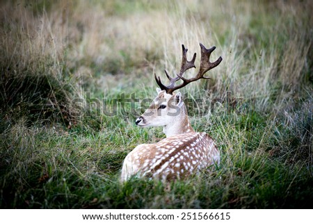 The male fallow deer is known as a buck, the female is a doe, and the young a fawn.