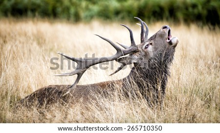 Male red deer resting in the wild forest. The male red deer is called Stag or Hart.