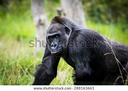 Portrait of a handsome Gorilla in the wild. It has distinctive black and dark grey hair all over the body.\
\
Photographed in London, United Kingdom.