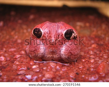Four-eyes-frog in Deimatic behaviour