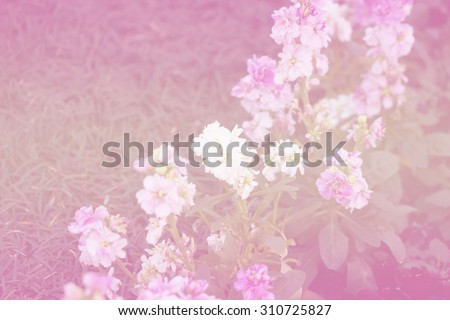 Abstract of Japanese purple flower