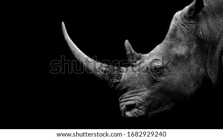 Dangerous Big Horn Rhino Face