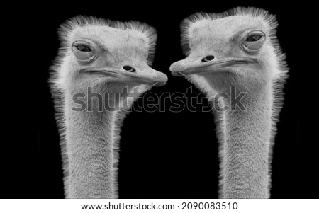 Two Funny Ostrich Birds Closeup Face On The Dark Background Foto d'archivio © 