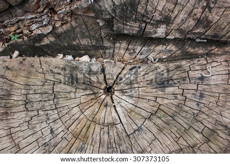 The backdrop of the old stump.