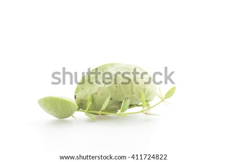 Ivy On White Background. Stock Photo 411724822 : Shutterstock