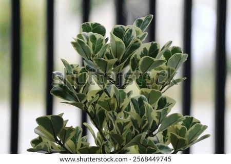 Similar – Foto Bild eleganter hoher Zaun vor Fenster mit geschlossenen Fensterläden