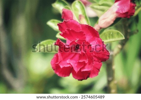 Similar – Image, Stock Photo Rose blossom in soft pink