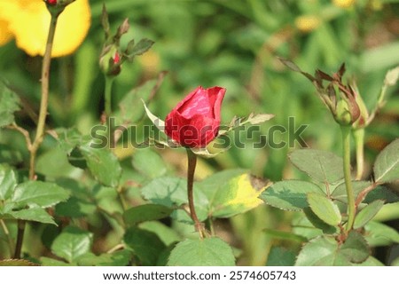 Similar – Image, Stock Photo bathe in peace Shadow