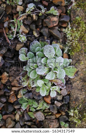 Foto Bild Schichtsalat Efeu Blatt