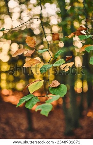 Similar – Image, Stock Photo Blink Tree Colour photo