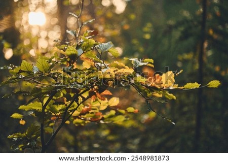 Similar – Image, Stock Photo Blink Tree Colour photo