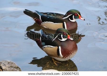 Wood ducks floating and calm on the water. / Closeup male wood ducks swimming, viewed of profile.