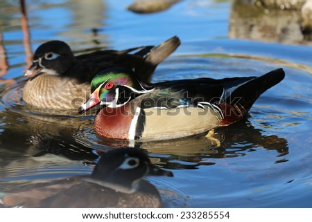 Male and Female Wood Duck /  Male and female Wood Ducks swimming together