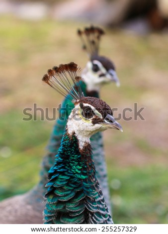 Profile of female peacocks.