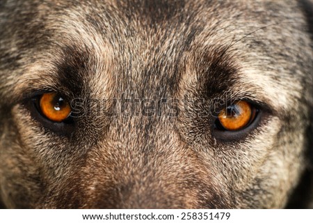 Dog face. Dog view. Close up on eyes of a dog.