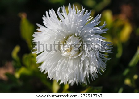 Blossom of a white aster. White aster flower.