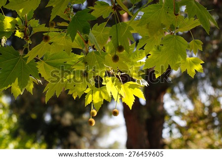 Plane tree leaves with sky background. Leaves of plane trees in the sunlight.
