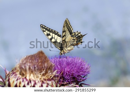 Close up butterfly. Giant Swallowtail butterfly (Papilio cresphontes) feeding on purple wildflowers. Eastern giant swallowtail butterfly.