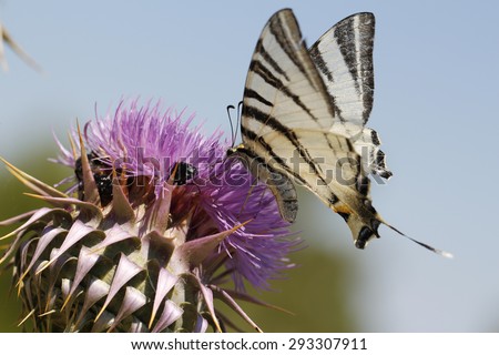 Close up butterfly. Tiger Swallowtail butterfly on purple flower.