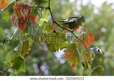 Vine leaves. Photo of grape leaves background, autumn harvest season.