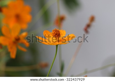 Orange cosmos flowers. Close up orange cosmos flowers in garden.