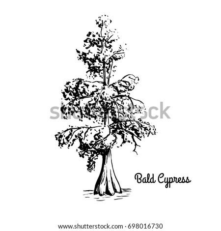 Vector sketch illustration of Bald Cypress. Black silhouette of Swamp cypress isolated on white background. Coniferous state tree of Louisiana. Symbol of southern swamps