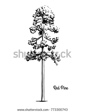 Vector sketch illustration. Black silhouette of Red or Norway pine, isolated on white background. Drawing of evergreen coniferous plant, Minnesota state tree.