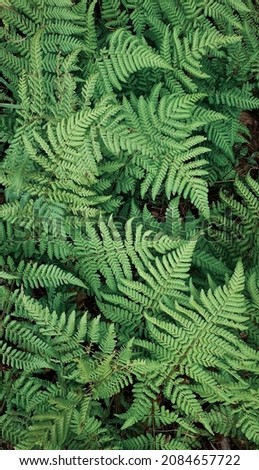 Ferns in the forest. Natural floral fern background. Natural green fern pattern. Close up fern leaves.
