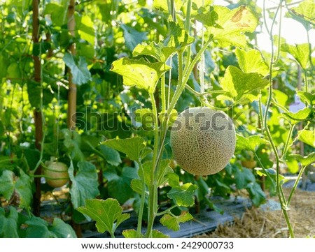 Similar – Foto Bild Melone in einer grünen, wiederverwendbaren Tasche. Umweltfreundliche Tasche mit Melone