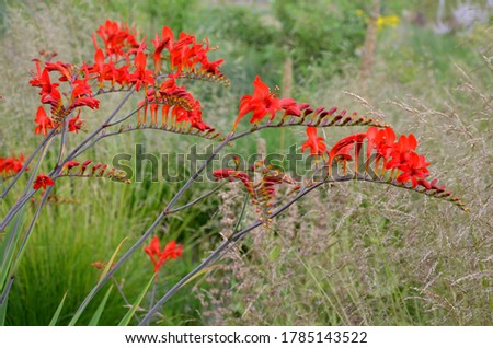 Image, Stock Photo slightly opened red amaryllis flower and green branches in a vase, seen from above | colour combination