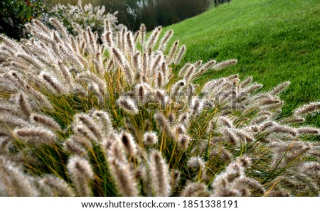 Similar – Image, Stock Photo Dewdrops in the tuft of grass