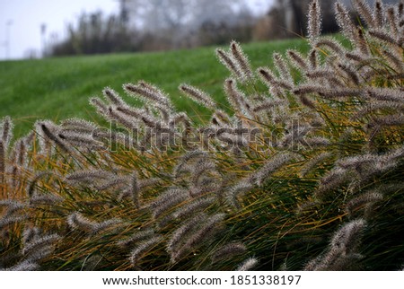 Similar – Image, Stock Photo Dewdrops in the tuft of grass