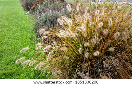 Similar – Image, Stock Photo Dewdrops in the tuft of grass