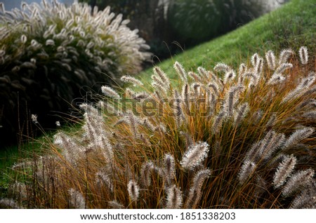 Similar – Image, Stock Photo Dewdrops in the tuft of grass