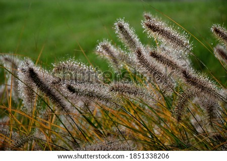 Similar – Image, Stock Photo Dewdrops in the tuft of grass