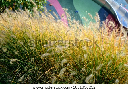 Similar – Image, Stock Photo Dewdrops in the tuft of grass