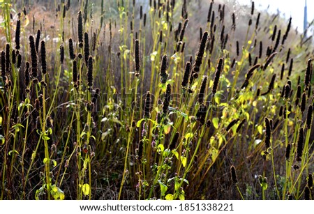 Similar – Image, Stock Photo Dewdrops in the tuft of grass