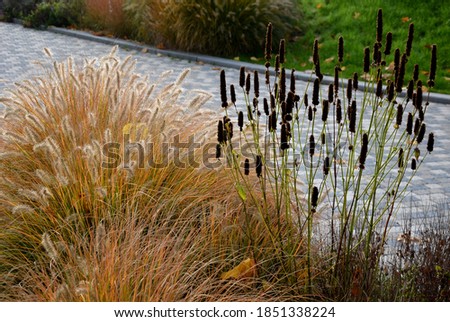 Similar – Image, Stock Photo Dewdrops in the tuft of grass