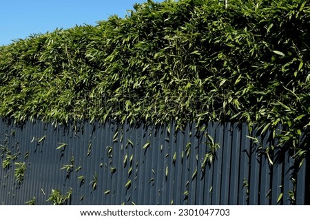 Similar – Foto Bild Wald mit hohem Bambus und grünen Blättern